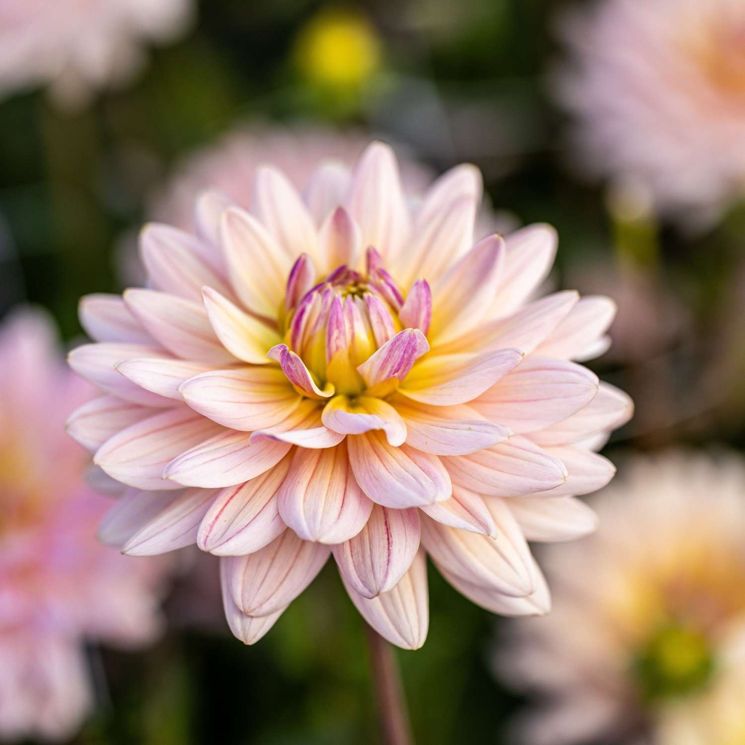 Dahlia 'Pink Magic'